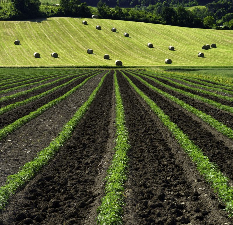 Agriculture
